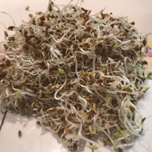 graines germées d'alfalfa